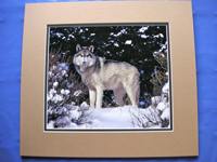 Grauwolf im Schnee