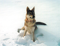 Faiby im Schnee