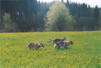 Austoben auf der Wiese